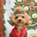 루이 펫 살롱 이미지