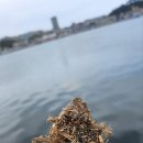 나곡해수욕장 | [울진죽변항/나곡해수욕장] 낚린이의 낚시&amp;차박 후기