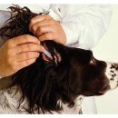 나의 강아지 이미지