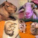 주식회사 테이블에이 고양이카페 | 송도 동물카페 테이블에이 앤 우쥬 후기｜카피바라.미어캣 있는 아이랑 가기 좋은 인천동물원