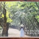 꼬삐아 이미지