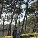 북한산 소나무의 짙은 솔향기를 맡으며 | 서산차박여행 1일차 : 서산 유기방 가옥 수선화 축제