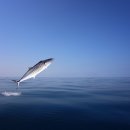 싱싱한 생선나라 이미지