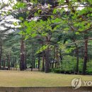 솔향 이미지