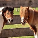 제주조랑말타운 이미지