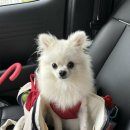 펫케아(PETKEA) | 🐶 양주 옥정 [펫케아] 애견카페 / 멍푸치노 맛집과 착한 강쥐들
