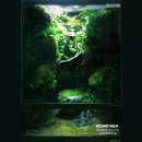 에코아트 Daum카페