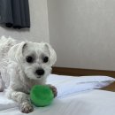 고성2119 | 애견동반 제주 여행, 숙소 :: 서귀포 [고성2119펜션&amp;위플레이독] 내돈내산 2박 3일 이용 후기 - 🧡