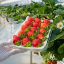 매일농원 이미지