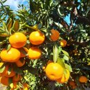 효돈동-1 이미지