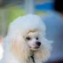 소르베 펫살롱 이미지