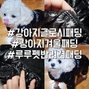 루루강아지 | 루루펫 강아지 글로시 패딩 소형견도 따듯해