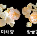 미래향 - 강남구 도곡로 443 | 미래향