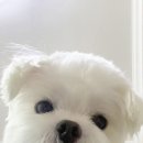 혀기 이미지