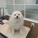 설 grooming 이미지