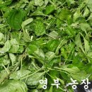 영부농장 네이버블로그