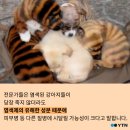 하룻강아지 이미지