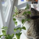 독한고양이 이미지