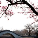 복숭아꽃살구꽃 | 덕진공원 살구꽃과 직박구리 화조도/두목 청명의 행화촌/매화꽃, 살구꽃과 앵두꽃의 구별