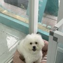 도그다움 | 광주 남구 애견미용 추천 “비숑다움”