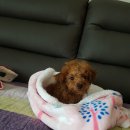 반석동물병원 이미지