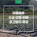 평창군농업기술센터 진부분소 | 여름배추 수급 안정 위해 준고랭지 중요!