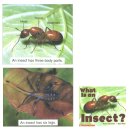 동물분류..세번째 [Insect] 이미지