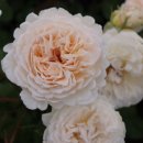 에크루(ECRU) 이미지