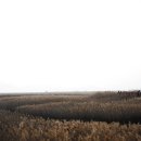 순천만습지 이미지