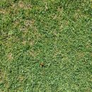 호미골 | 청주 파3 골프장, 호미골 파쓰리 재방문 후기 (가격, 코스 정보, 그린 상태 등)