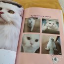 CATS&ME(캣츠 앤 미) 이미지