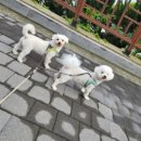 개털깍는 사랑이네 이미지