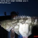 대부도바다낚시터 2026년 6월 19일 금요일 자바리 참돔 돗돔 돌돔 병어돔등 조황 및 홍돔 돗돔 병어돔 대량입하 이미지
