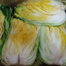 해남 절임배추 예약 이미지