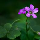 안산식물원 이미지