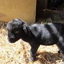 아기염소 이미지