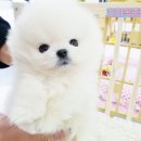 전문가샵