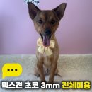 털이몽땅 네이버블로그