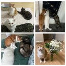 하이댕냥 이미지