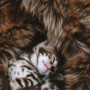 황금고양이 이미지