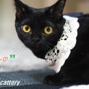 PreferCattery 이미지