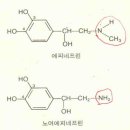 아드레날린 이미지