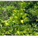 천연비타민C의창고 감잎차 만드는법 이미지