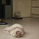 청연우리병원 | 청소연구소 후기 + 청소 매니저님 반려동물 물림 사고 절차 비용