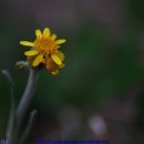 솜방망이 이미지