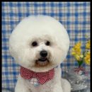 구름이네 애견미용 이미지