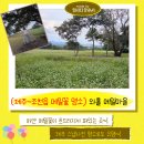 조천읍 와흘메밀마을 | 제주 조천읍 메밀꽃 명소 와흘메밀마을>11월메밀꽃현황,주차장