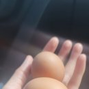 평창신씨네 자연방사 닭농장 이미지