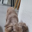 남현우동물병원 네이버블로그
