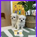 퍼피댕 강아지분양 안심분양소 청주점 말티푸미니비숑토이푸들 이미지